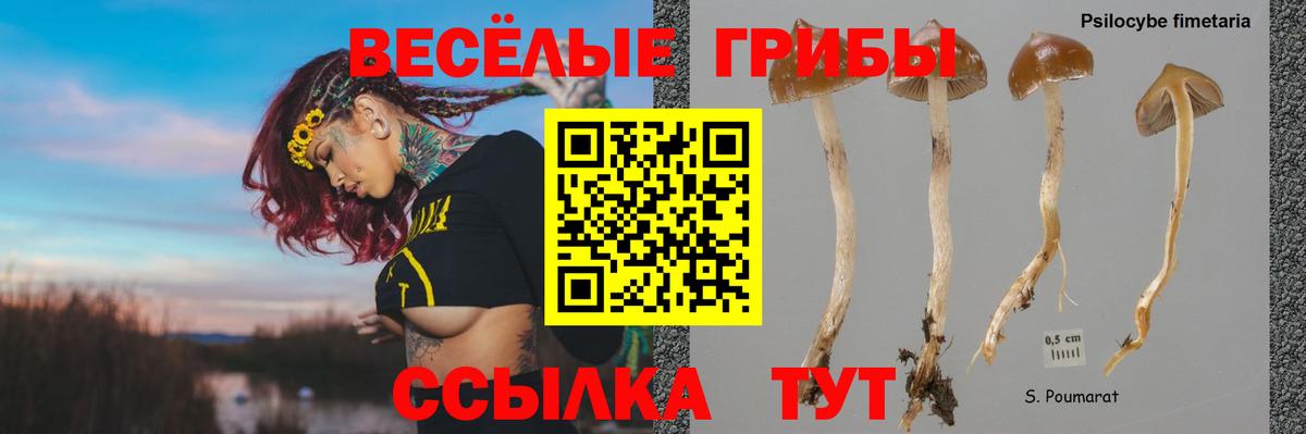 Старый Оскол  Галлюциногенные грибы Cubensis  Вход с VPN 